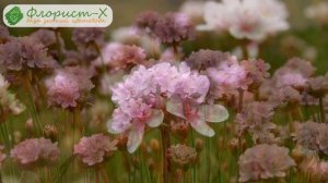 Цветок армерия – посадка и уход, армерия приморская – выращивание из семян