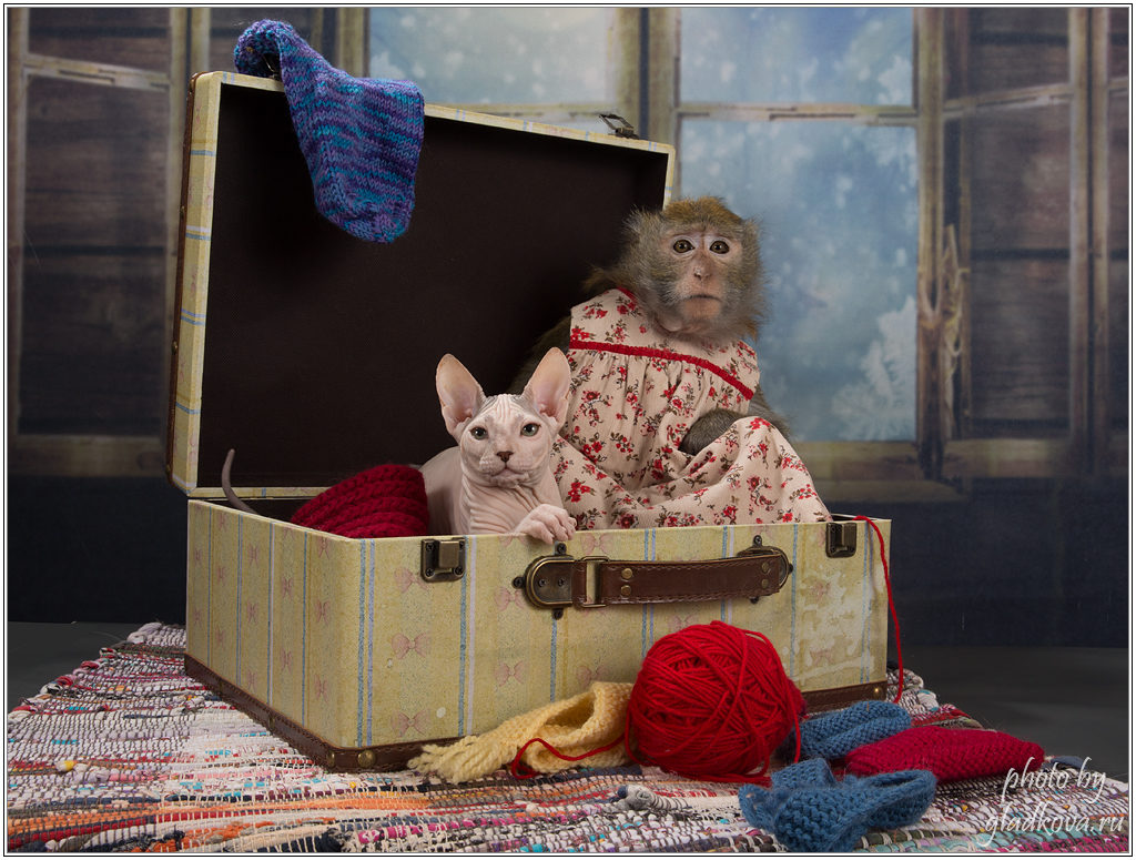 Где спят наши малыши (Домашние Макаки) смотреть онлайн