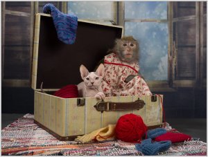 Где спят наши малыши (Домашние Макаки)