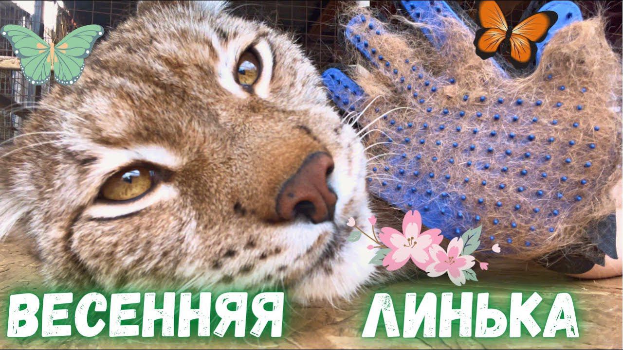 Весенняя линька рыси Марса