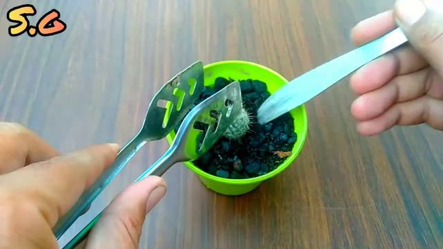 Mammillaria bombycina cactus propagation смотреть онлайн