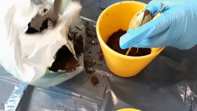 Посадить авокадо Как вырастить авокадо из семечки. Что стало с авокадо через месяц смотреть онлайн