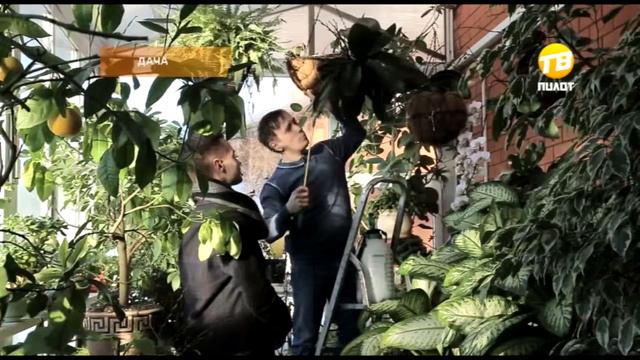 Дача. 10-02-2017 смотреть онлайн