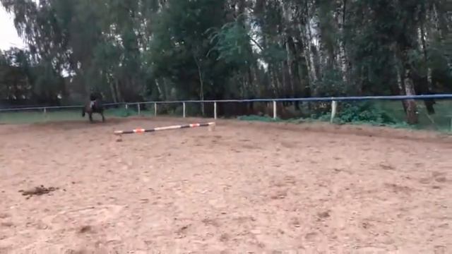 Тренировка по конкуру Иван на Донаторе смотреть онлайн