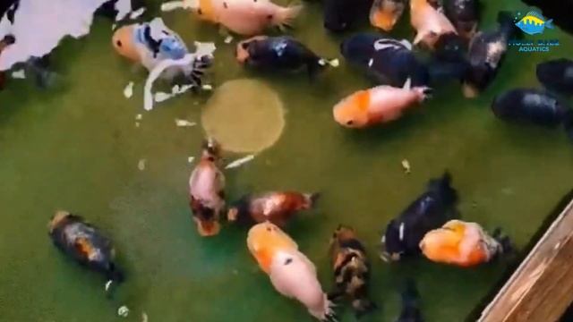 Ranchu Goldfish in the Goldfish Fish Farm - Beautiful Top View of Goldfish смотреть онлайн