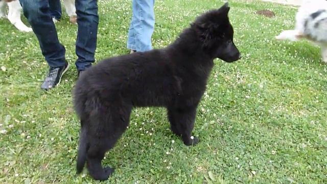 FEE NOIRE remue queue ecole de chiots.MOV смотреть онлайн