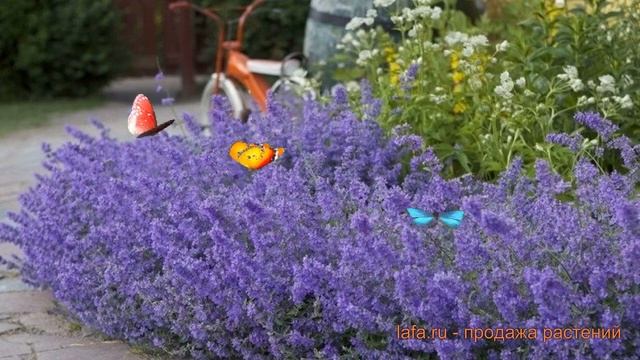 Котовник фассена Джуниор Валкер ? обзор: как сажать, саженцы котовника Джуниор Валкер