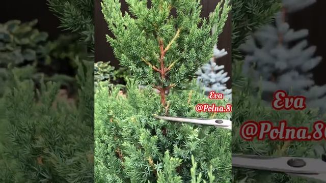 ?БЕСПЛАТНЫЙ?МАСТЕР-КЛАСС... Стрижка ХВОЙНЫХ форма РЮМОЧКА? смотреть онлайн