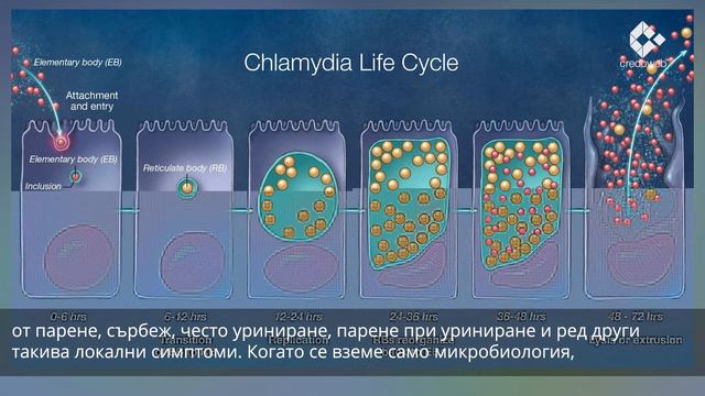 Инфекция с хламидии - симптоми и лечение смотреть онлайн