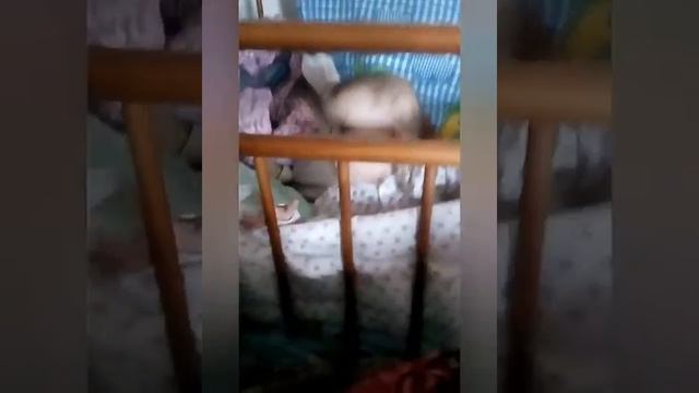 Vlog#8. Обзор коляски farfello. Болталка. смотреть онлайн