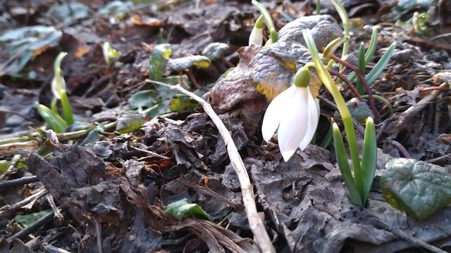 Asus Zenfone 4 - камерофон за 160$? We love photo... смотреть онлайн