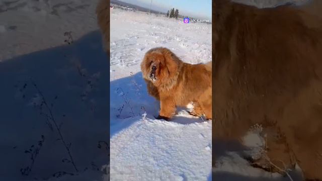 #щенкитибетскогомастифа смотреть онлайн