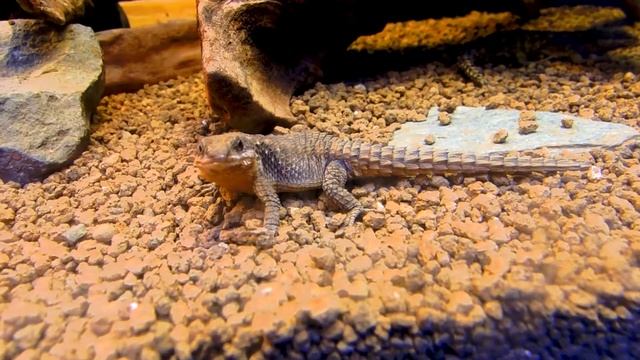 Ueno ZooLogical Gardens : Cordylus tropidosternum ( ヒナタヨロイトカゲ ) смотреть онлайн