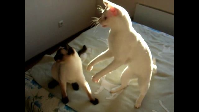 Как два кота за одной дразнилкой прыгали! Тайские кошки - это чудо! Funny Cats смотреть онлайн