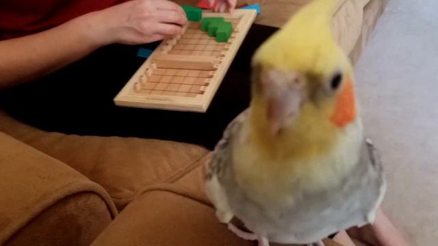 Games with Birbs! | Budgie and Cockatiel try Katamino смотреть онлайн