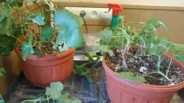 Весенняя обрезка плющелистной пеларгонии (герани). смотреть онлайн