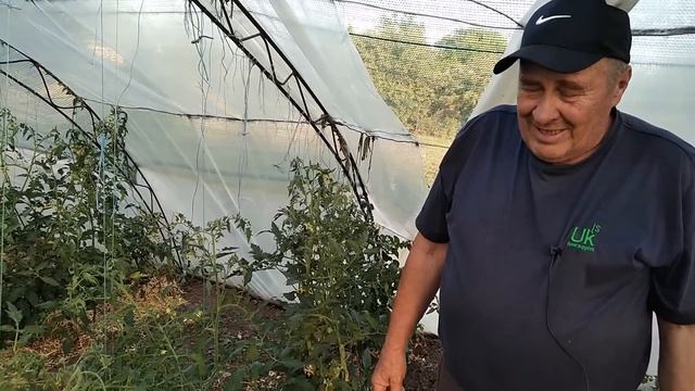 Наші методи підв'язки томатів. Простіше не придумаєш!