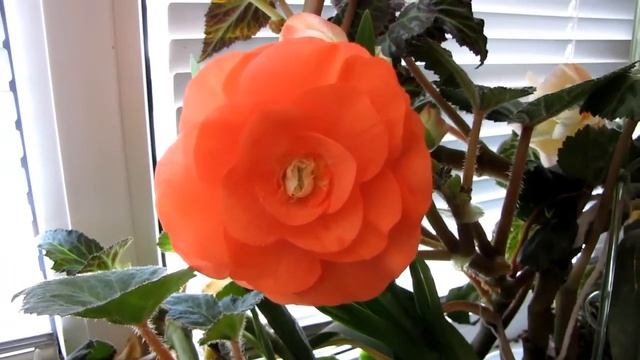 Tahiti ТАИТИ КЛУБНЕВАЯ ШОТЛАНДСКАЯ бегония от ДИМЕТРИС ОГРОМНЫЕ ЦВЕТЫ!!! смотреть онлайн