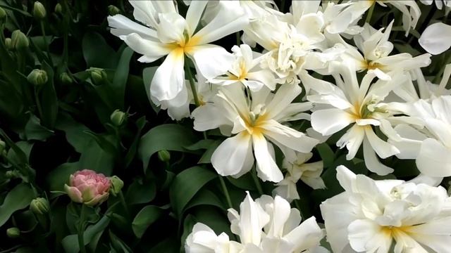 ?Тюльпановый рай I КОРОЛЕВСКИЙ ПАРК ЦВЕТОВ I Virtual Tour Keukenhof Tulip Gardens Netherlands смотреть онлайн