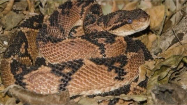 SURUCUCU [PICO-DE JACA] [MALHA DE FOGO]