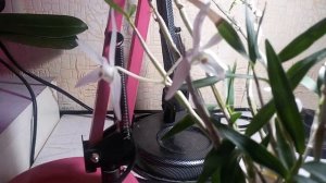 ОРХИДЕЯ ДЕНДРОБИУМ MONILIFORME ЦВЕТЕТ