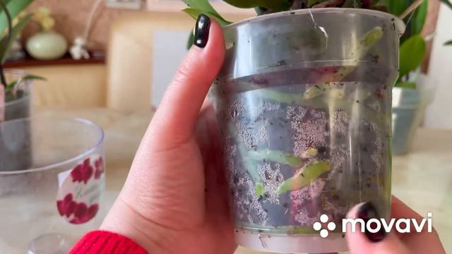 Новые орхидеи, предновогодние!🎄🎅🎉 смотреть онлайн