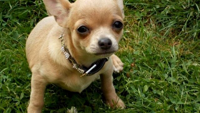 Чихуахуа выбросили на улицу, так как собака не могла больше приносить прибыль заводчикам, до слёз.. смотреть онлайн