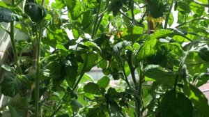 Томат ,,БАЛКОННОЕ ЧУДО’’. Ранее чудо для дома и сада.