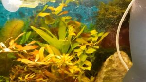 СО2 в аквариум из минералки