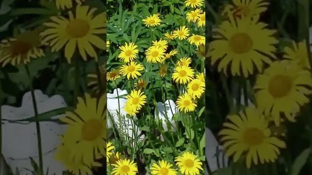 Бадан, дороникумы, примулы цветут, иволга?????????? #shorts смотреть онлайн