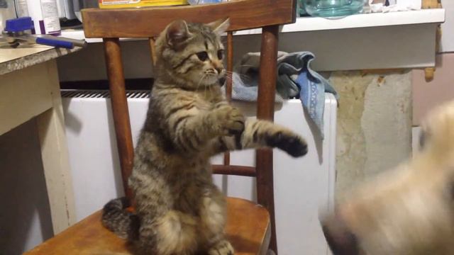 Умный пёс и милый кот.Кот и пёс. смотреть онлайн