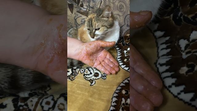 Кошка ест сгущенку с рук?