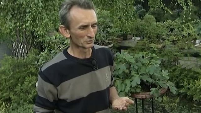 Из каких растений создается бонсай смотреть онлайн