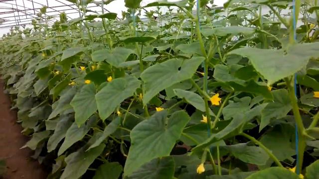 Урожай лютояра смотреть онлайн