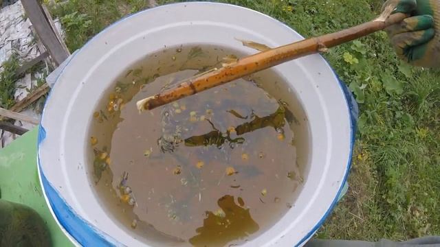 Фито-чай для пчёл или подкормка в зиму/профилактика НОЗЕМАТОЗА/beekeeping For Beginners