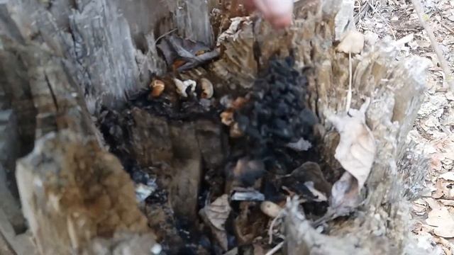 Вешенки в мае! 2021 год продолжает нас удивлять! смотреть онлайн