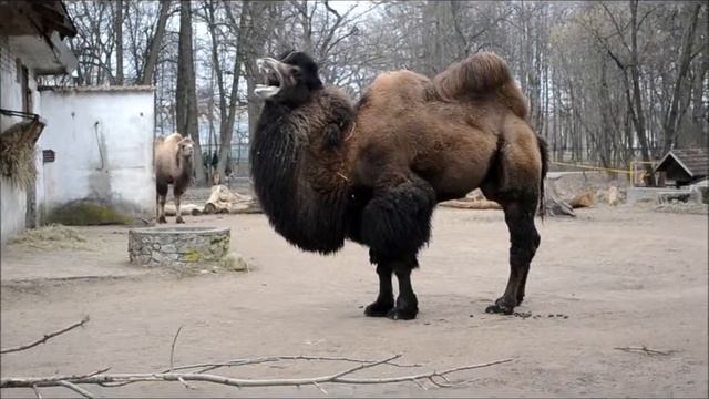 Каунасский зоопарк. Верблюд. смотреть онлайн