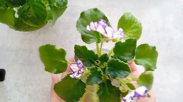 Фиалки НК-Вечная молодость и ЛФ-Гжель смотреть онлайн