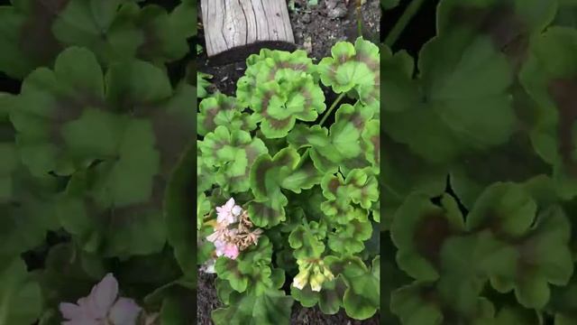 Пеларгония на даче . Пеларгония цветёт смотреть онлайн