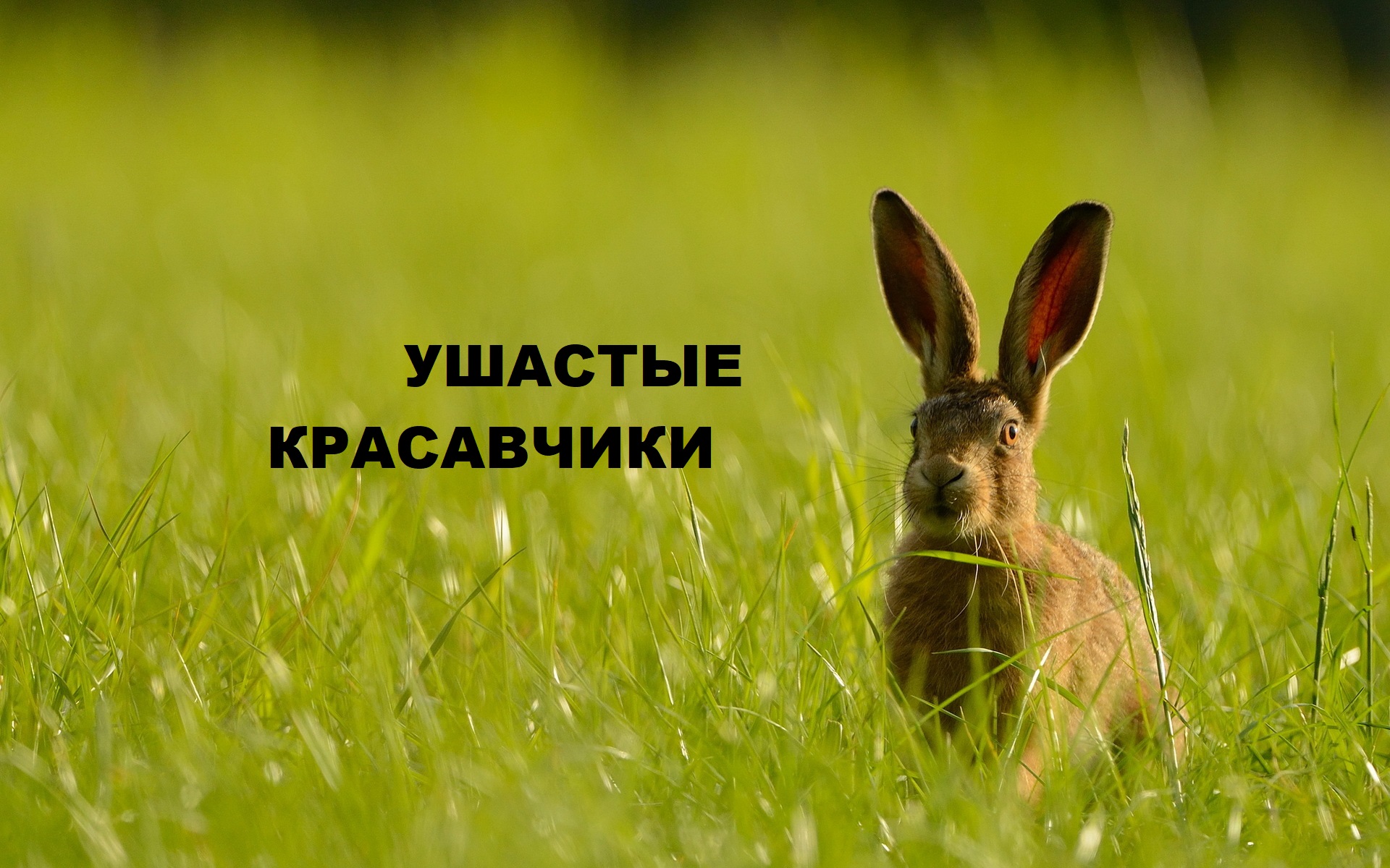 Подушки с зайцами.Идея для подарков.(2022г) смотреть онлайн