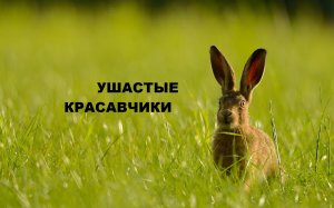 Подушки с зайцами.Идея для подарков.(2022г)