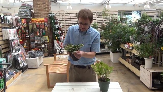 How to Grow and Care Skimmia смотреть онлайн