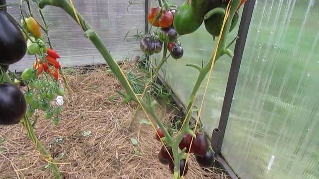 УРОЖАЙНЫЙ ТОМАТ С ЦИТРУСОВЫМИ НОТКАМИ ВО ВКУСЕ!!! смотреть онлайн