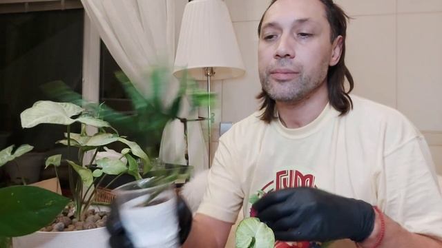 Сингониум Годзила в керамзите на гидрапонике смотреть онлайн