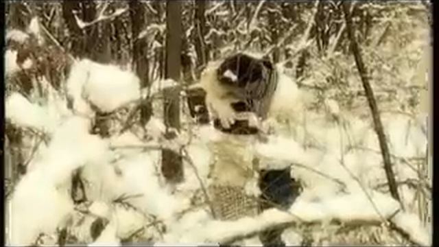 Падае сниг(2009).avi смотреть онлайн