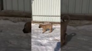 Щенки кангала «Питомник кангалов в России В.К.КАНГАЛ ТУРК КАН»