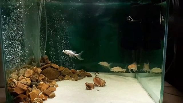 карпы кои в аквариуме 10 мес содержания порчевых карпов в аквариуме смотреть онлайн