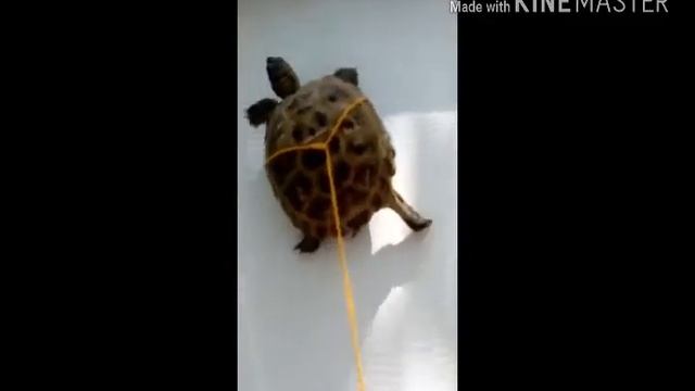 Уход за черепахой.Повадок для прогулки с вашим питомцем смотреть онлайн