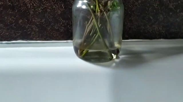 Проращивание дерева в воде смотреть онлайн