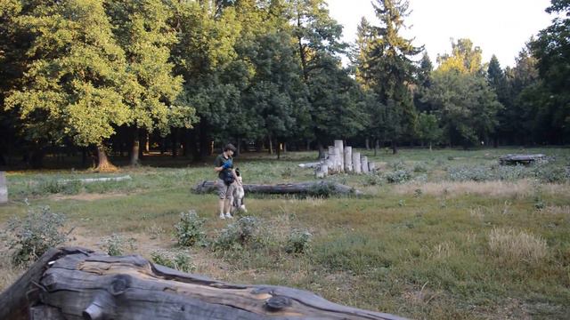 ВЕО Оделия. Занятия ОКД (2) / training - East european shepherd смотреть онлайн